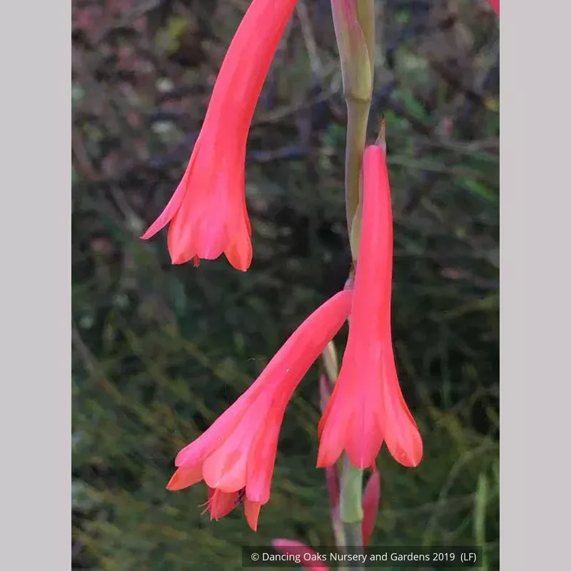 watsonia-aletroides Watsonia aletroides