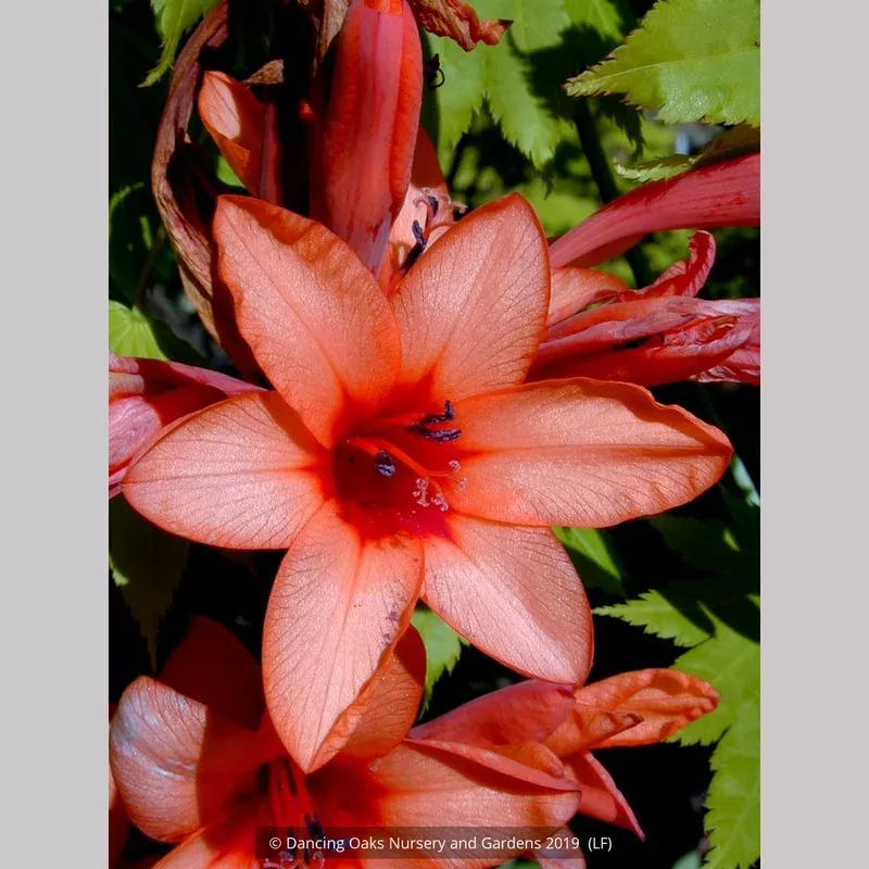 watsonia-species-salmon-pink-bugle-flower Watsonia species (Salmon Pink) Bugle Flower