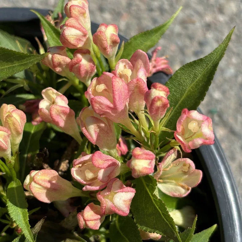 weigela-peach-kisses Weigela ‘Peach Kisses’