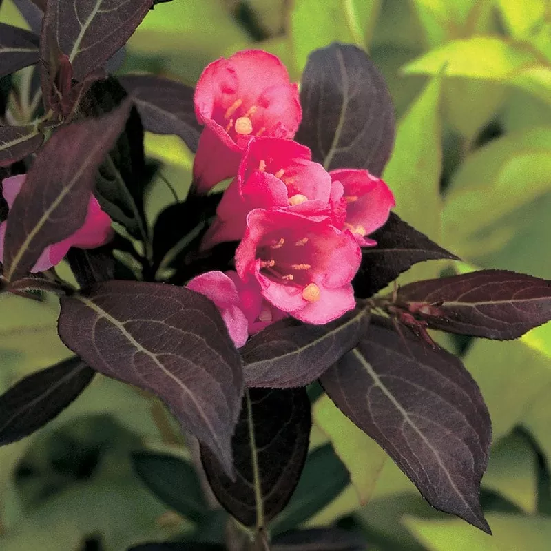 weigela-wine-roses Weigela Wine & Roses