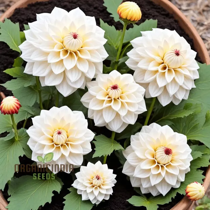 white-dahlia-seedspremium-garden-bloom-variety-elegant-planting White Dahlia SeedsPremium Garden Bloom Variety for Elegant Planting