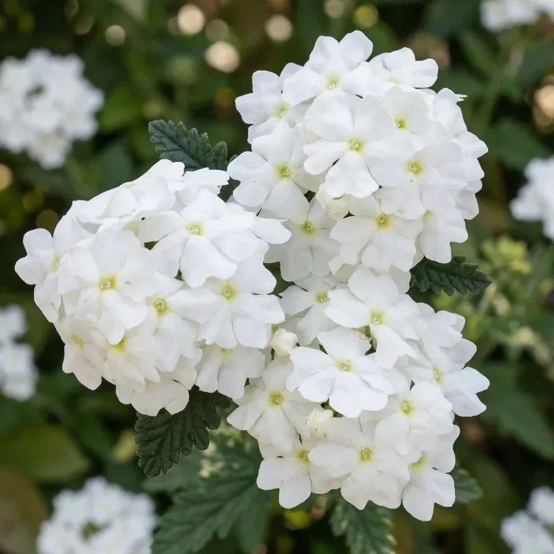 white-empress-sun-verbena White Empress Sun Verbena
