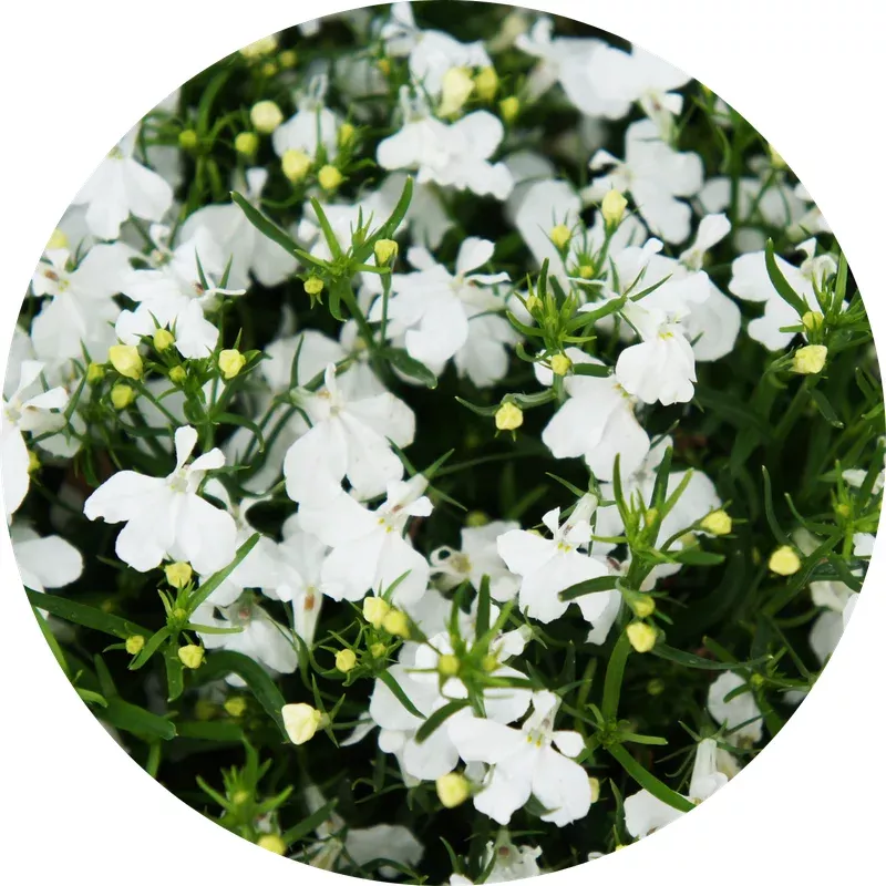 white-floral-lobelia White Floral Lobelia