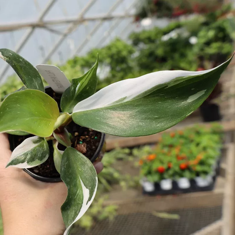 white-knight-philodendron White Knight Philodendron