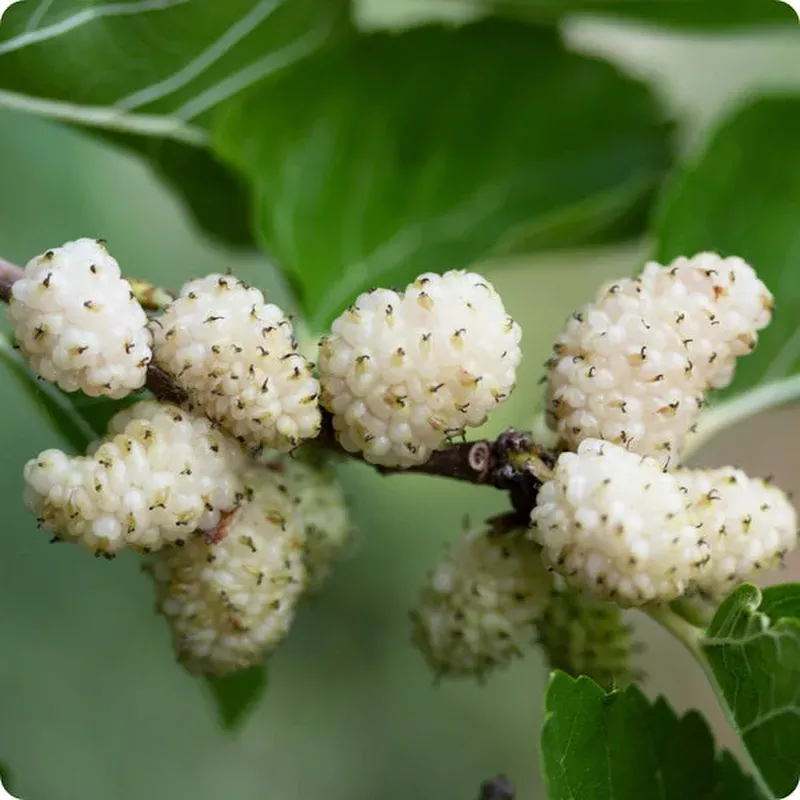 white-mulberry-morus-alba-seeds White Mulberry (Morus alba) Seeds
