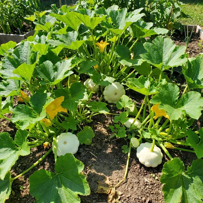 white-patisson-squash-seeds-non-gmo-heirloom-scallop-variety White Patisson Squash Seeds Non-GMO Heirloom Scallop Variety