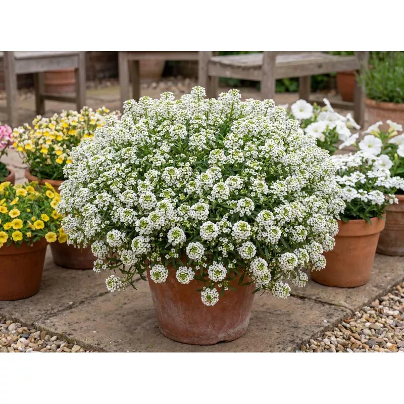 white-stream-sweet-alyssum White Stream Sweet Alyssum