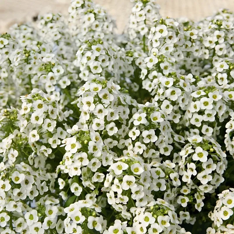 white-sweet-alyssum-hybrida-stream-compact White Sweet Alyssum Hybrida Stream Compact