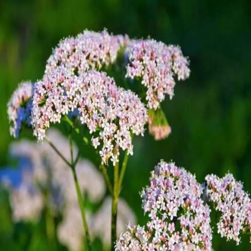 white-valerian-flower-heirloom-non-gmo-seeds White Valerian Flower – Heirloom, Non – Gmo Seeds