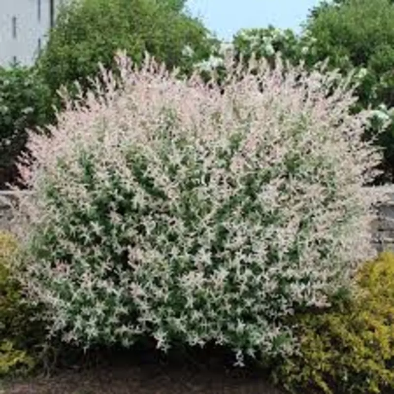 willow-variegated-japanese Willow ‘Variegated Japanese’