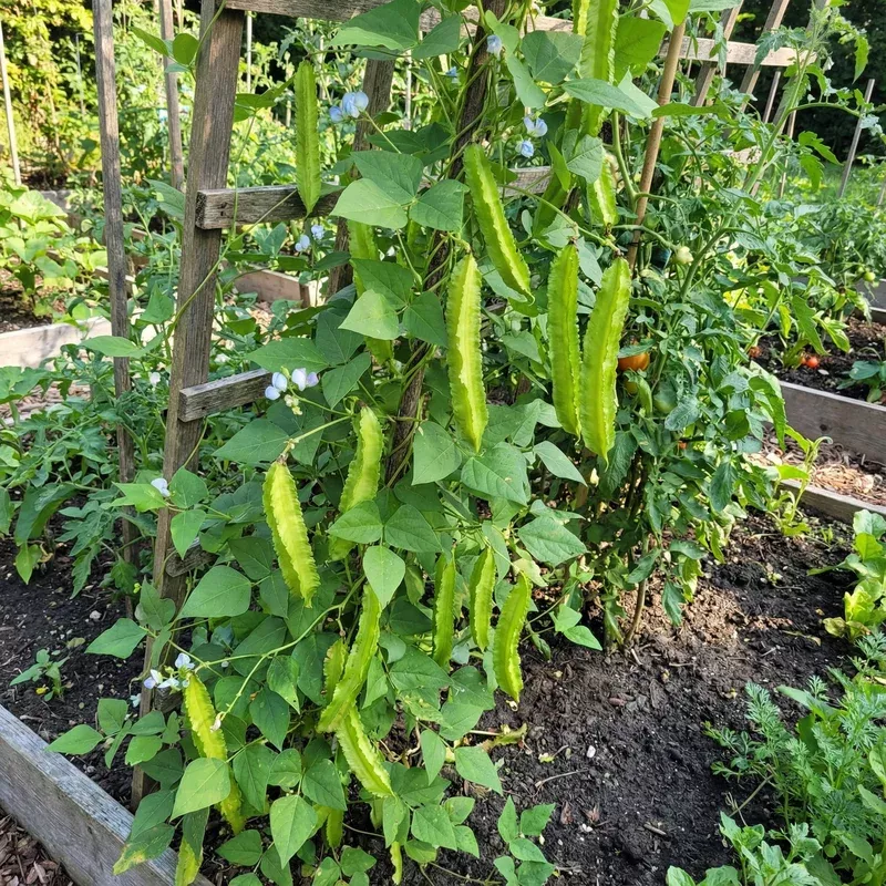 winged-bean-planting-vegetable-seeds-seed-high-yielding Winged Bean Planting Vegetable Seeds Seed for High-Yielding