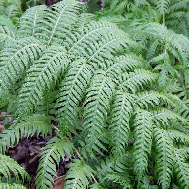 Woodwardia Fern