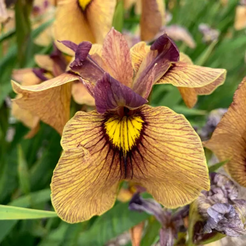 yarai-iris ‘Yarai’ Iris
