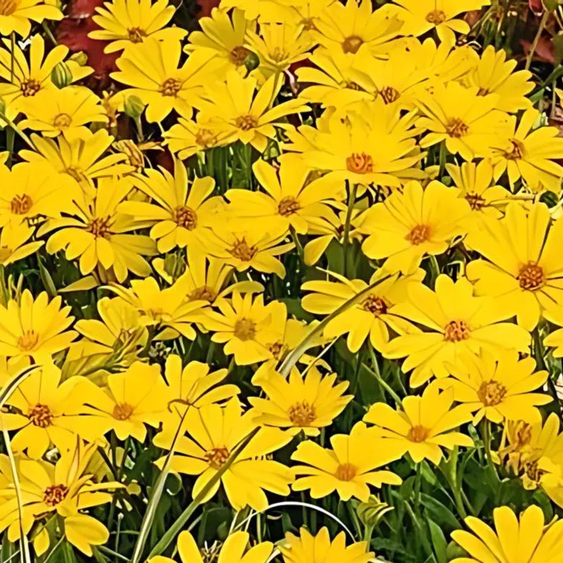 yellow-african-daisy-summersmile Yellow African Daisy Summersmile