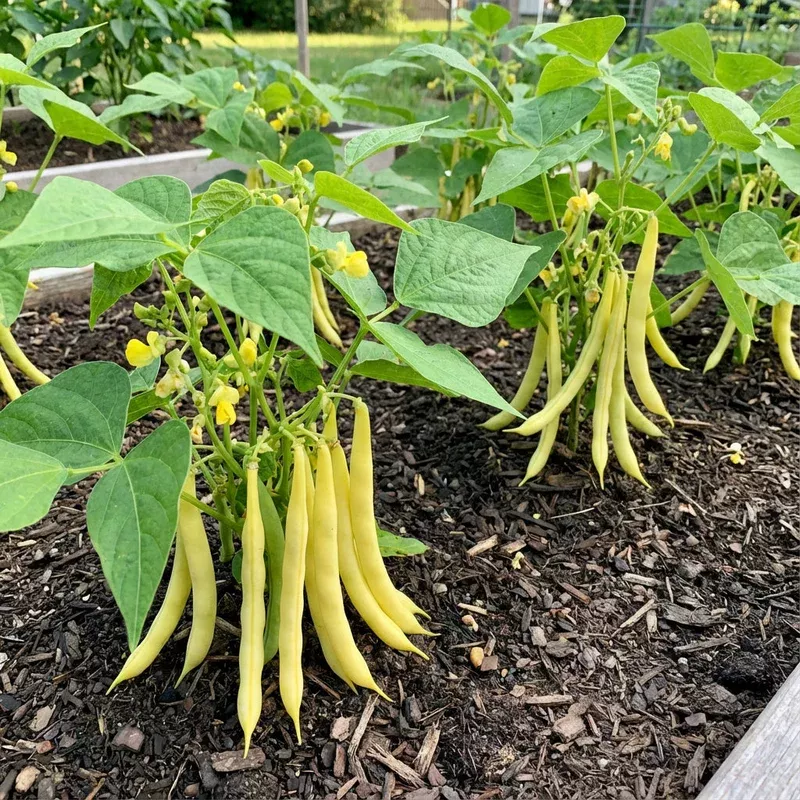 yellow-bean-vegetable-seeds-planting Yellow Bean Vegetable Seeds for Planting