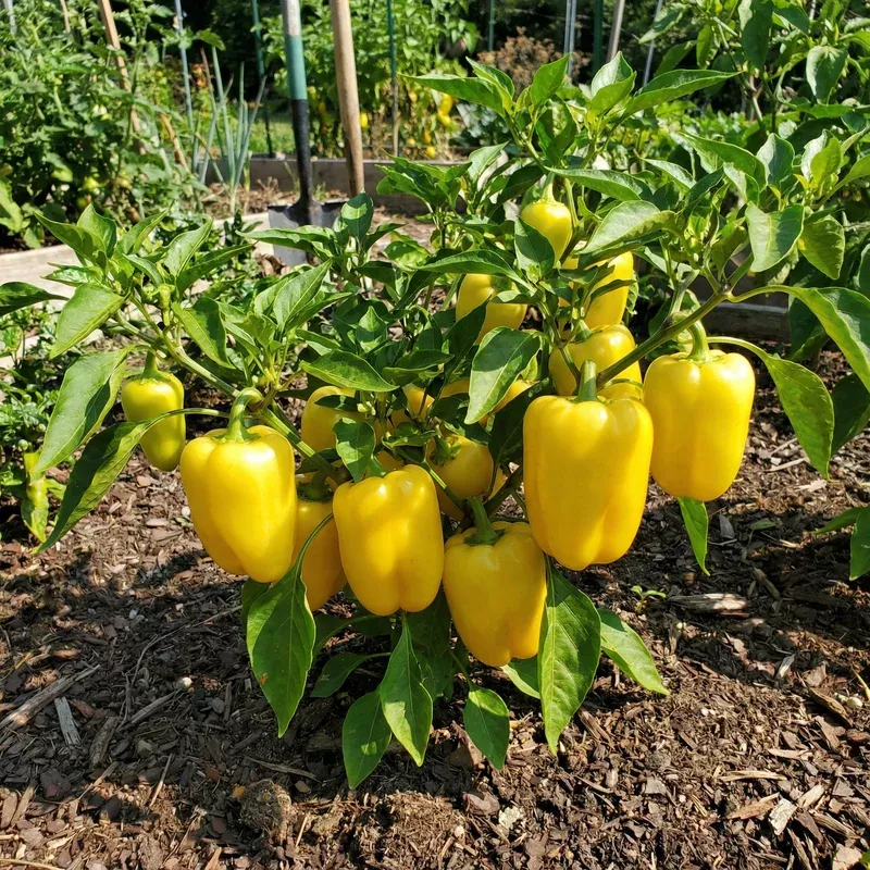 yellow-bedder-pepper-planting-seeds Yellow Bedder Pepper Planting Seeds