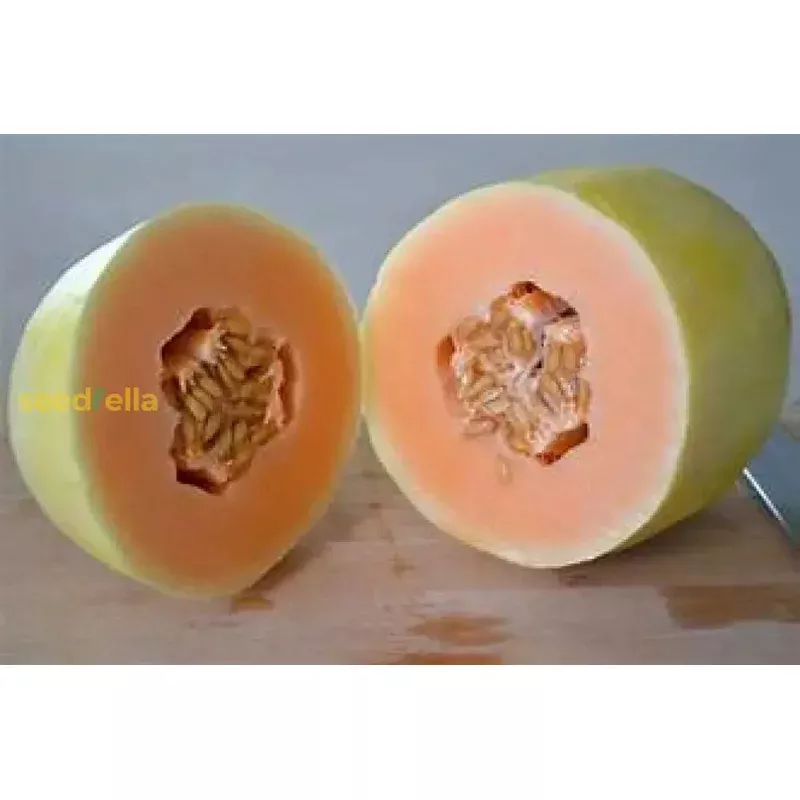 yellow-crenshaw-melon-seeds-planting-guide Yellow Crenshaw Melon Seeds Planting Guide