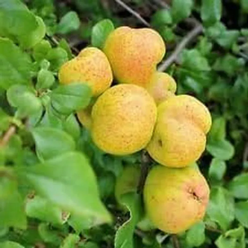 yellow-cydonia-pome-fruit-seeds-planting-exotic Yellow Cydonia Pome Fruit Seeds Planting Exotic