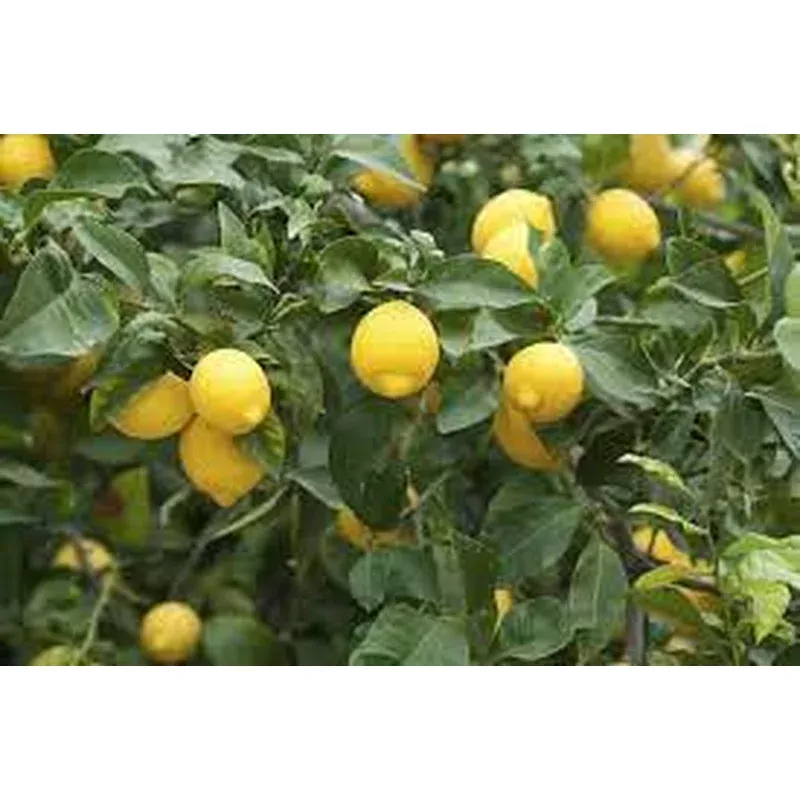 Yellow Lemon Fruit Seeds Planting Citrus