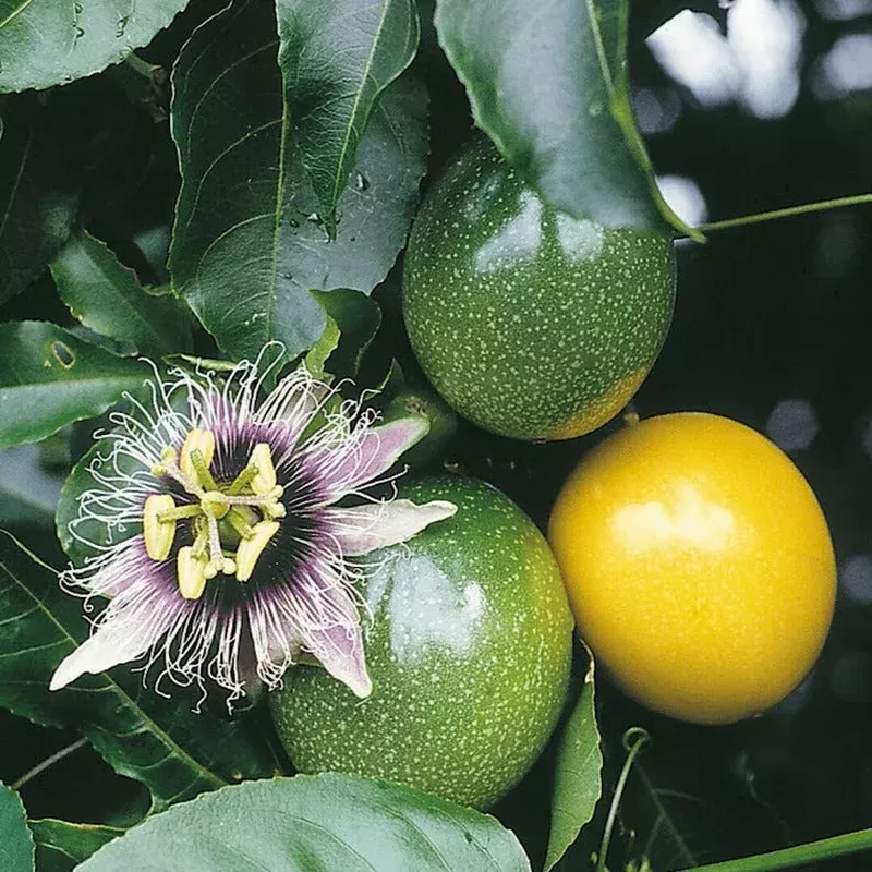 yellow-maracuja-fruit-seeds-planting Yellow Maracuja Fruit Seeds Planting