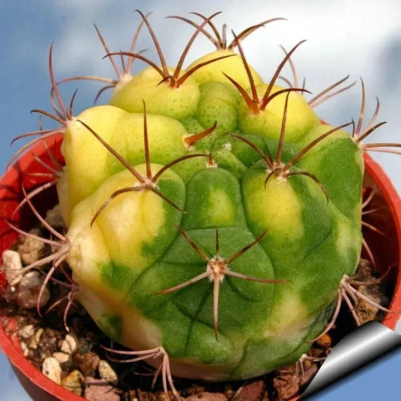 yellow-marquezii-plant-seeds-planting-hardy Yellow Marquezii Plant Seeds Planting Hardy