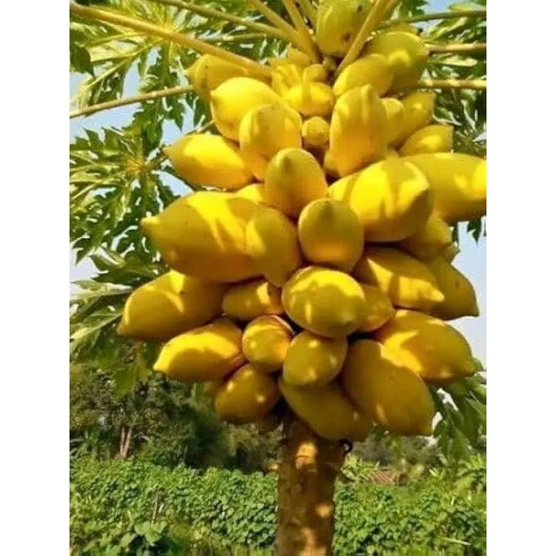yellow-papaya-fruit-seeds-planting-tropical Yellow Papaya Fruit Seeds Planting Tropical