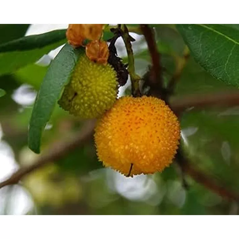 Yellow Strawberry Fruit Seeds: Arbutus Unedo Planting