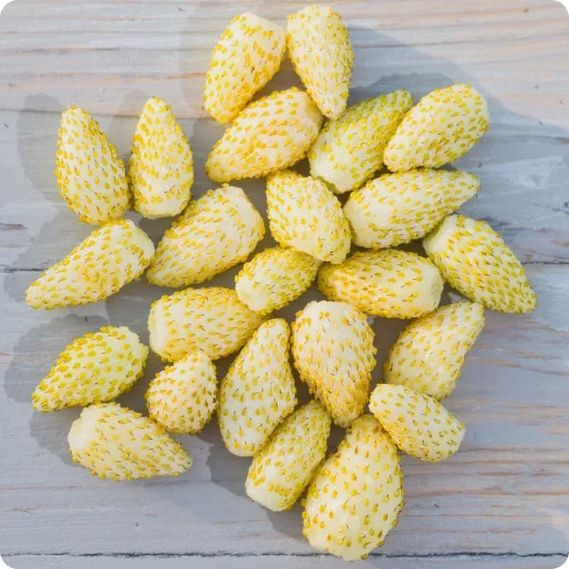yellow-wonder-alpine-strawberry-seeds-fragaria-vesca Yellow Wonder Alpine Strawberry Seeds – Fragaria vesca