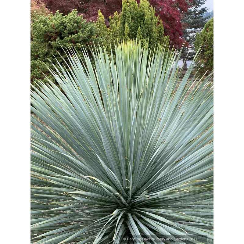 yucca-rostrata-sapphire-skies-beaked-blue-yucca Yucca rostrata ‘Sapphire Skies’ Beaked Blue Yucca