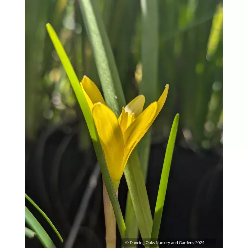 zephyranthes-flavissima-rain-lily Zephyranthes flavissima Rain Lily