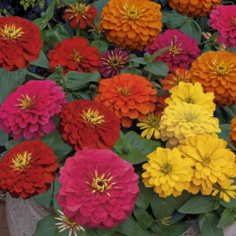 zinnia-magellan-importedheirloom-non-gmo-high-germination-organic-garden-seeds Zinnia Magellan ImportedHeirloom, Non-GMO, High Germination Organic Garden Seeds