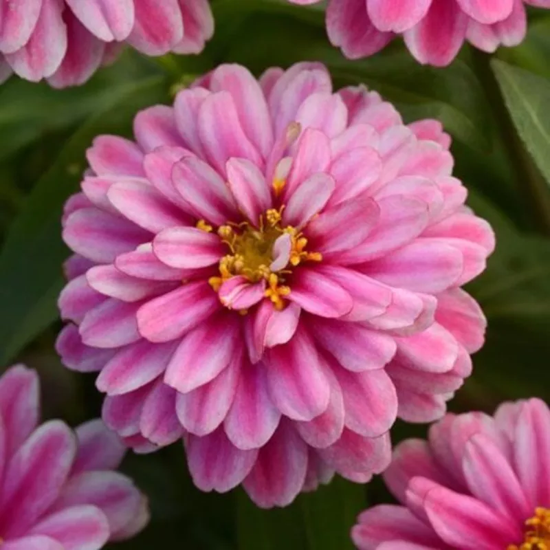 zinnia-zahara-raspberry-double-importedheirloom-non-gmo-high-germination-organic Zinnia Zahara Raspberry Double ImportedHeirloom, Non-GMO, High Germination Organic Garden Seeds