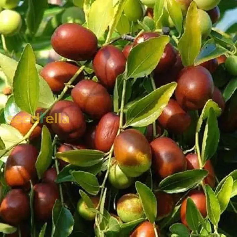 ziziphus-jujube-fruit-seeds-comprehensive-planting-guide Ziziphus Jujube Fruit Seeds: Comprehensive Planting Guide