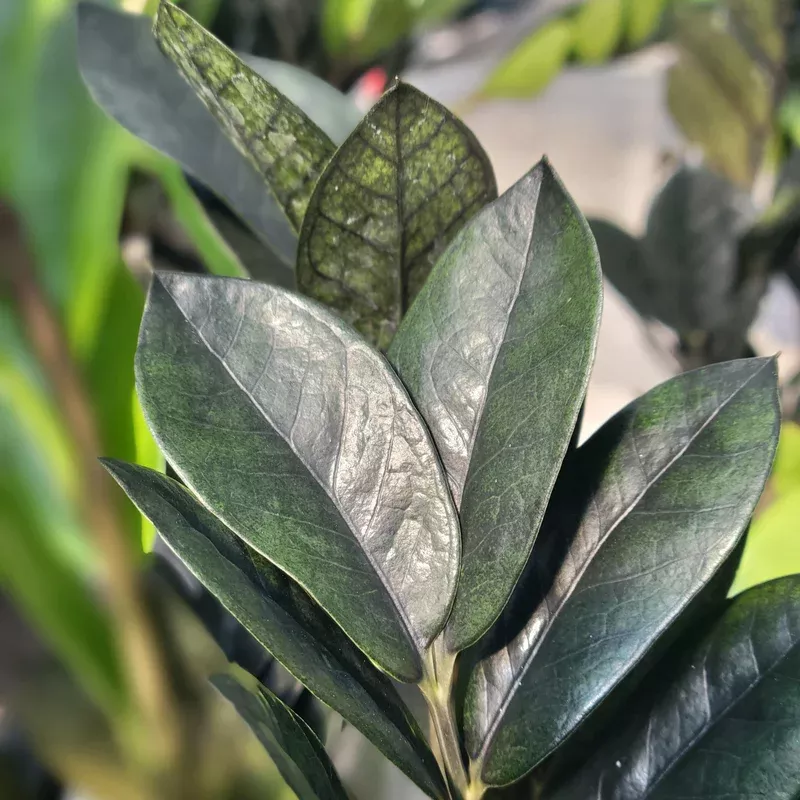 zz-plant-black ZZ Plant ‘Black’