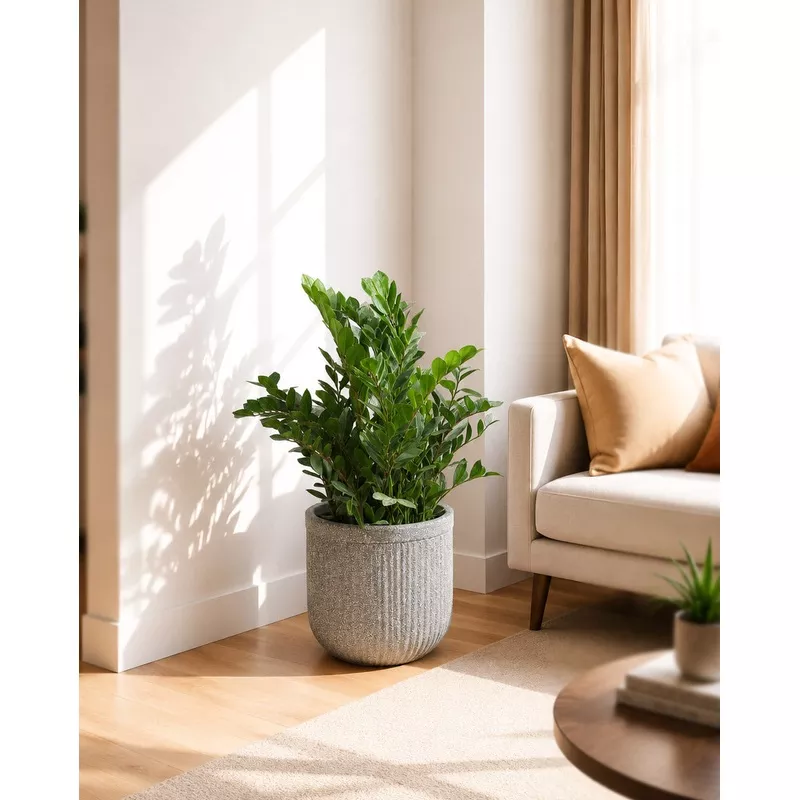 zz-plant-in-tokyo-planter ZZ Plant In Tokyo Planter